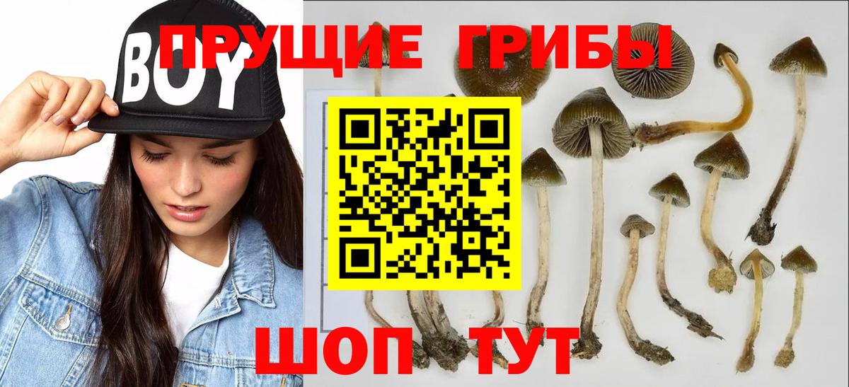 Волгодонск  Галлюциногенные грибы прущие грибы  Вход с VPN 
